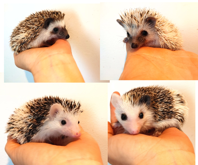 ♥Female baby hedgehogs!!!, View more