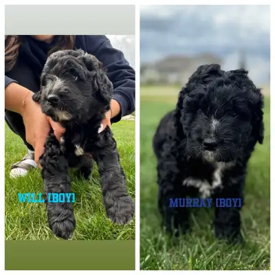Standard F1 Bernedoodle puppies available July 12, 2025, View more