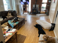 AWESOME DOGGIE DEN BOARDING    'BEST HOME AWAY FROM HOME'
