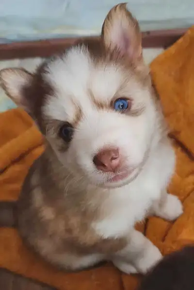 Blue Eyed F4 Pomsky (Mini Husky) Puppies!!, View more