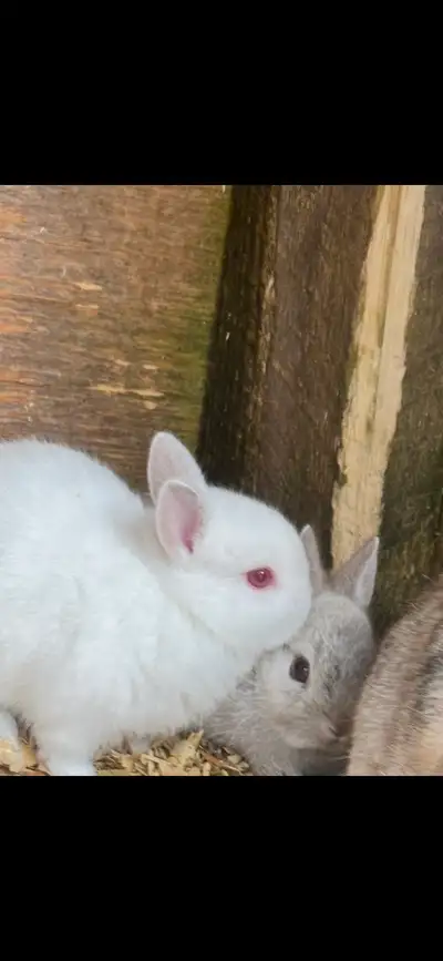 Baby Rabbits Netherland dwarf, View more