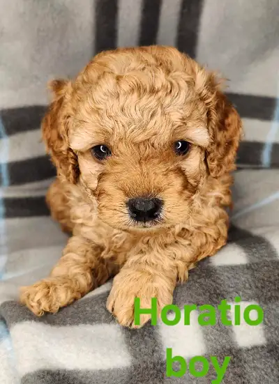 Beautiful Cockapoo puppies, View more