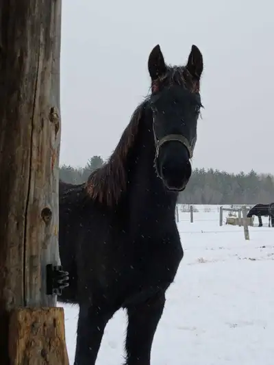 Friesian yearlings, View more