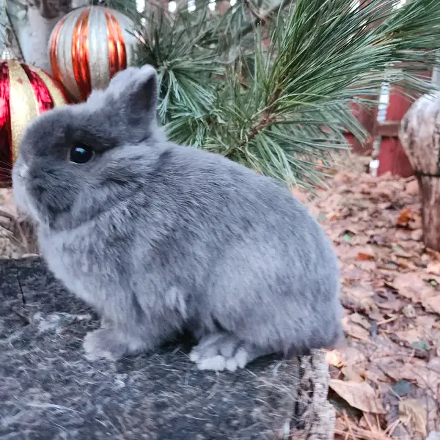 EXTRAORDINARY NETHERLAND DWARF, HOLLAND LOP,  ANGORA BUNNIES in Small Animals for Rehoming in Thunder Bay - Image 3