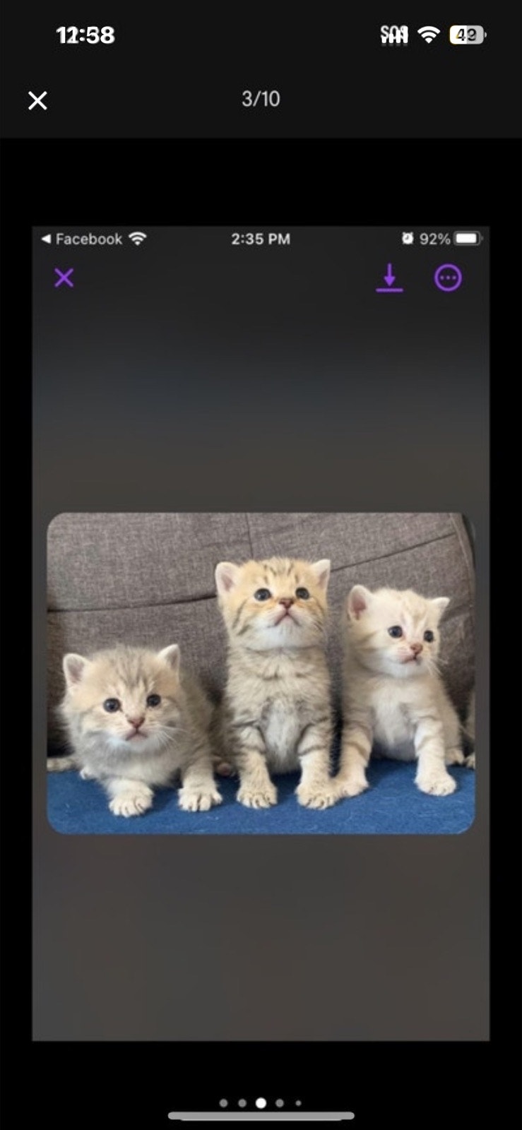 British short hairs | Cats & Kittens for Rehoming | Stratford | Free ...