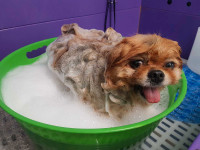 Dog Grooming in Barrie- Niki's Pet Care