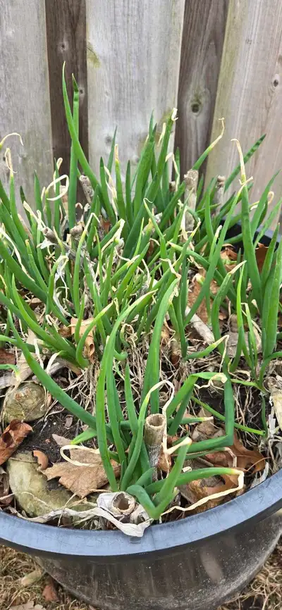 perennial onions aka Egyptian onions or walking onions, View more