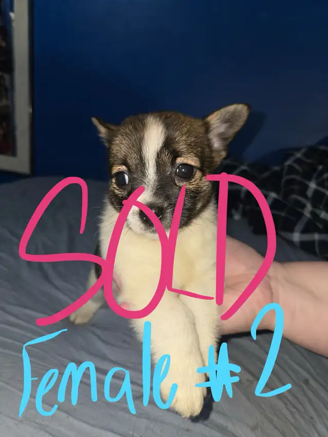 sweet puppies SELLING FAST in Dogs & Puppies for Rehoming in Calgary - Image 6