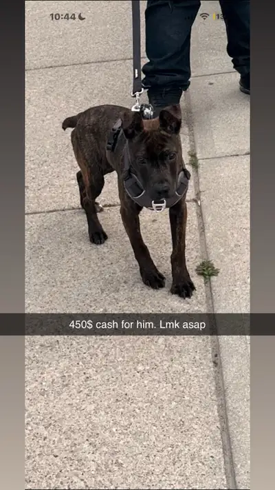 Brindle 7 month old pup 4 Rehoming, View more