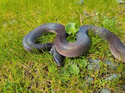 Rare Mexican Burrowing Pythons!, View more