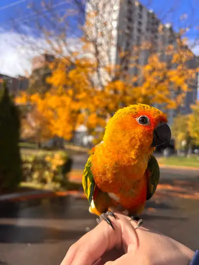 JENDAY CONURE PARROT, View more