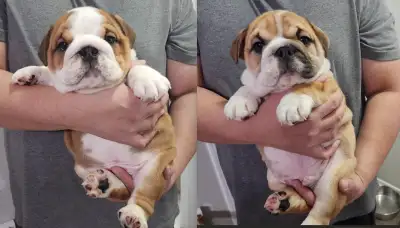 Original Bulldogs - Standardized -Samurai Bulldogs, View more