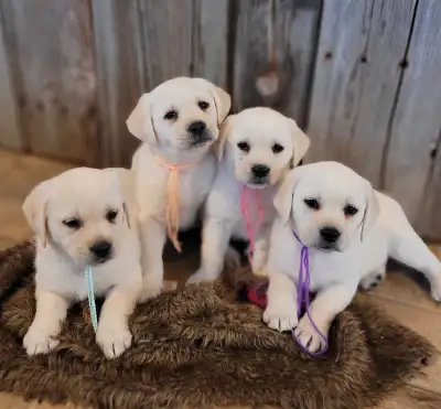 Cream White Lab Puppies - READY to GO!!, View more