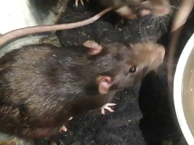 Rat dumbo 50$ 2 pour 90$ in Small Animals for Rehoming in Victoriaville - Image 2