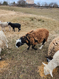 Sheep and lambs 