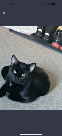 Free cat Frisky is 2 years old (Male)