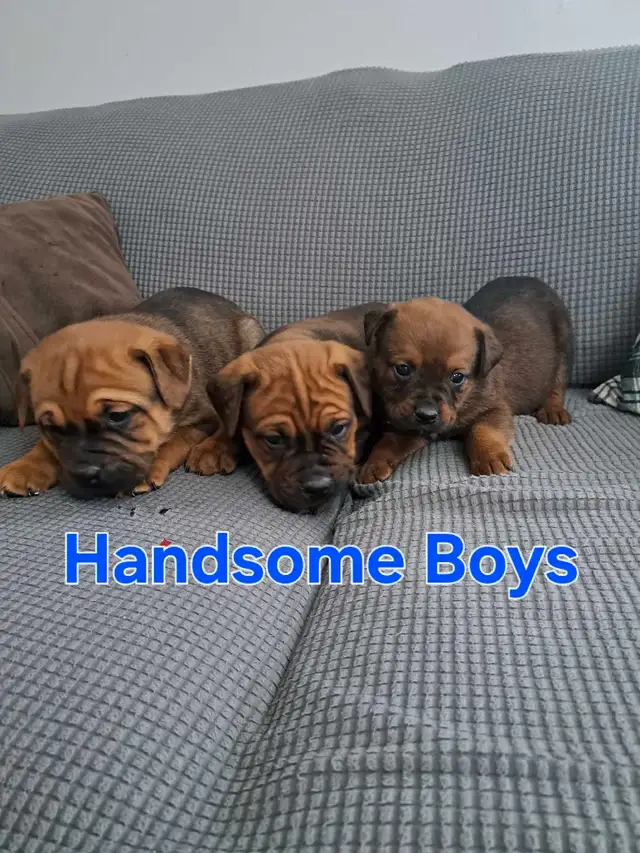 Bulldog/ Rottweiler Pups in Dogs & Puppies for Rehoming in Stratford - Image 6