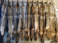 Coyote, fox, raccoon and beaver pelts tanned and ready to go. 