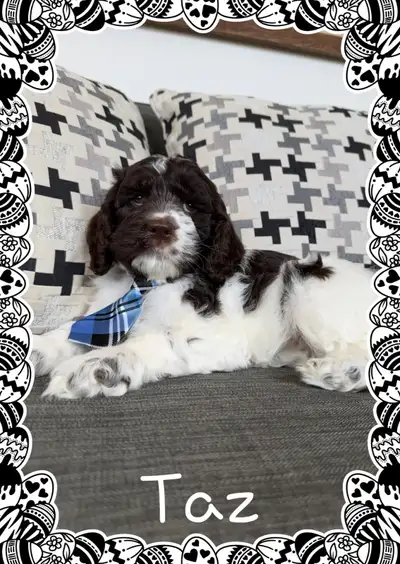 magnifiques chiots cockapoo F1 , prêts maintenant, View more