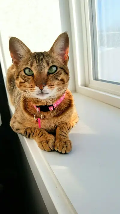 F5 Savannah Cat, View more