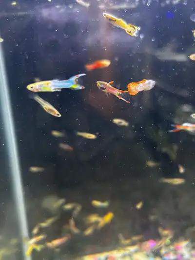 Endler Guppies - Locally bred, View more