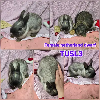Pure Netherland dwarf rabbits ready for their fur-ever home, these are the tiniest ones Check out my...