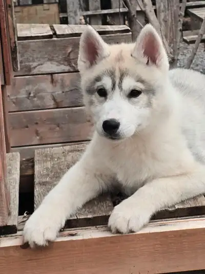 Husky Sibérien enregistré, View more
