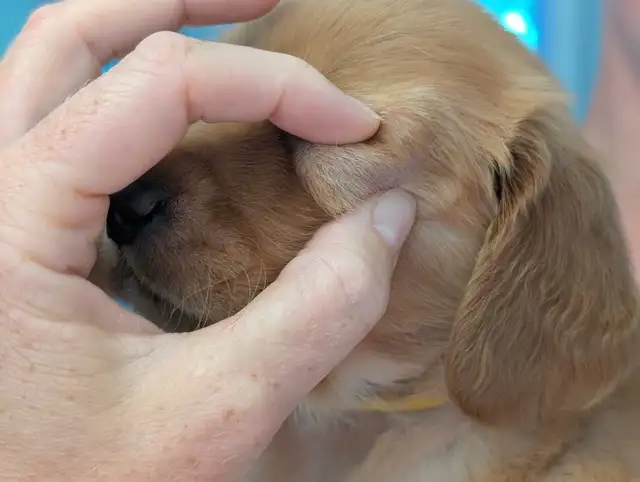 pure-bred Golden Retriever puppies in Dogs & Puppies for Rehoming in Owen Sound - Image 7