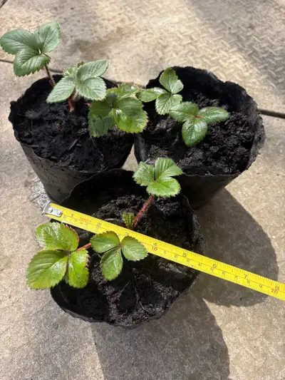 Strawberry Plants – Organic, 2nd Year, Winter‑Hardy!, View more