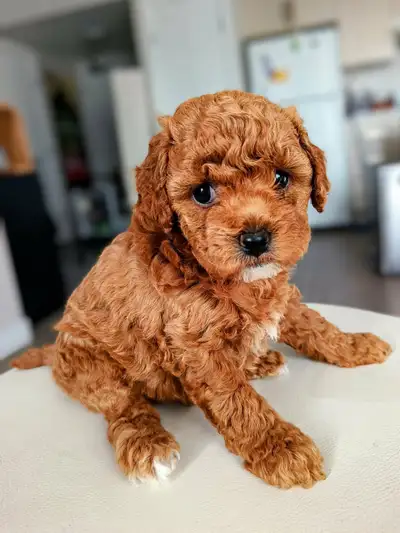 Cockapoo female, two months old, looking for rehoming, View more