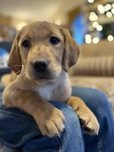 Merry Christmas Everyone! We are all sold!, View more