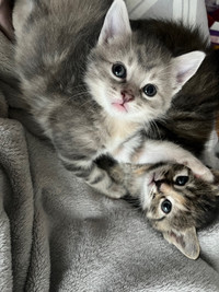 2 month old kittens ready for new home 