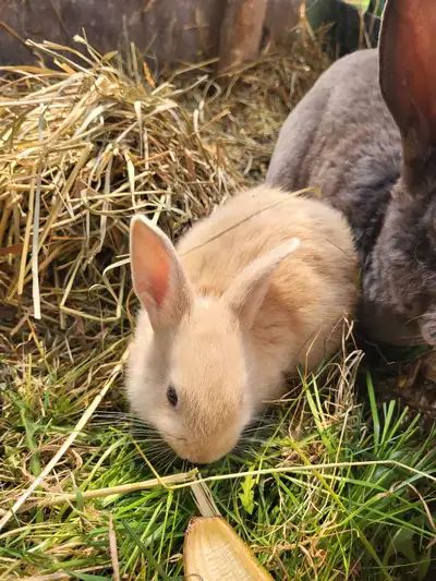 Baby Bunnies, View more