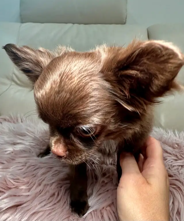 Rare Long-Haired Chocolate Chihuahua Girl – Top Pedigree in Dogs & Puppies for Rehoming in Markham / York Region - Image 7