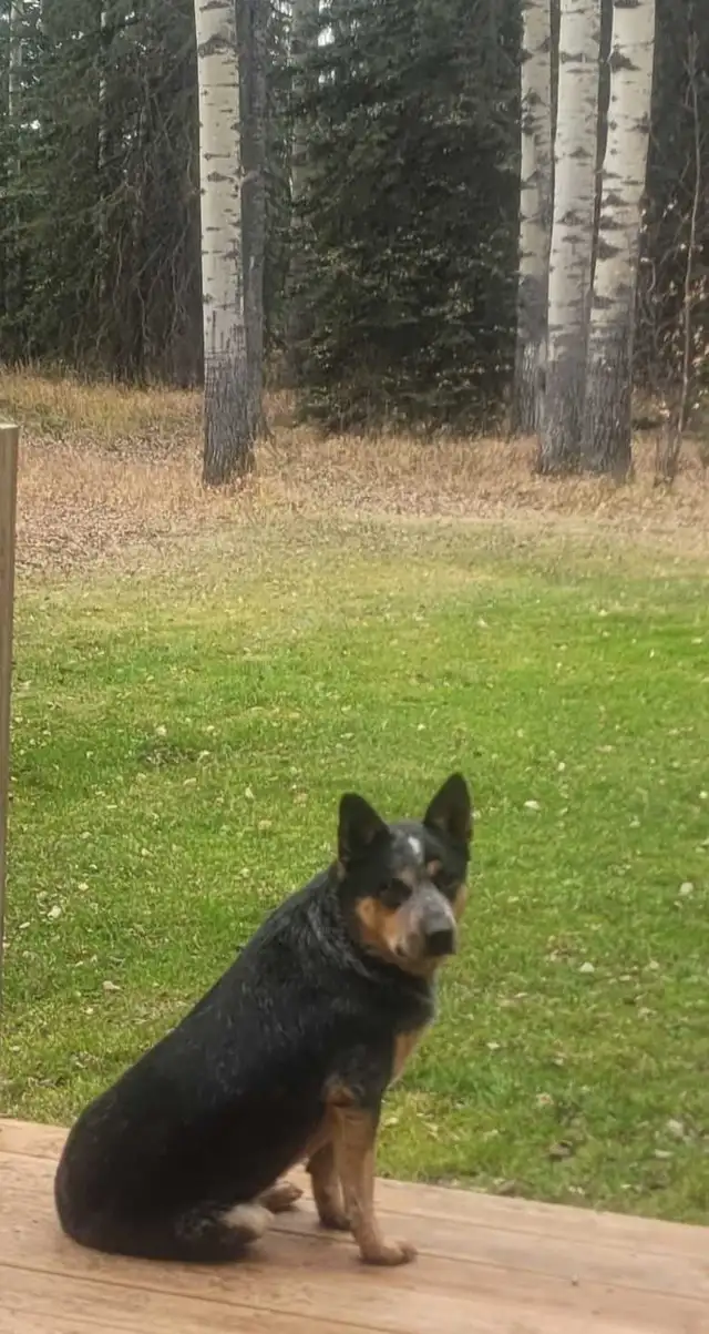 Amazing Purebred Australian cattle dog in Dogs & Puppies for Rehoming in Edmonton - Image 4