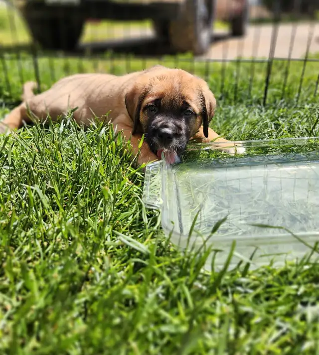 english mastiff puppies in Dogs & Puppies for Rehoming in London - Image 8