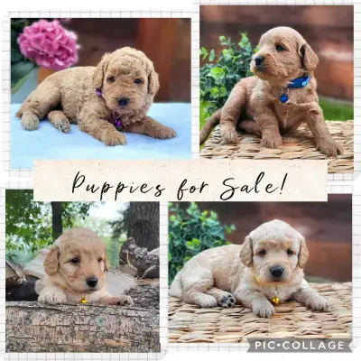 F1b Mini-GoldenDoodle Puppies, View more