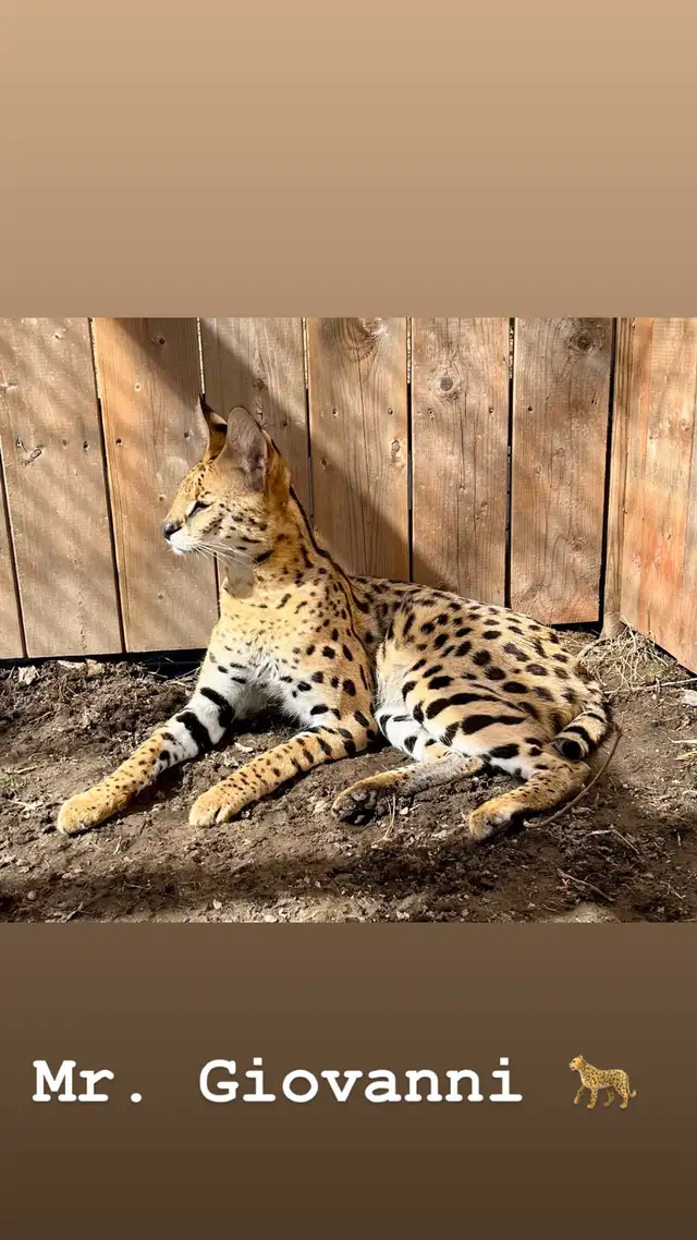 Serval Kittens Available !  in Cats & Kittens for Rehoming in City of Montréal - Image 10