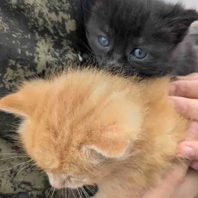 Cute Domestic Shorthair Kittens, View more
