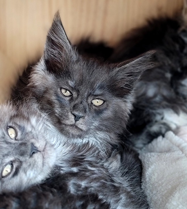 Silver Maine Coon KITTENS * SUMMER SALE ! Cats & Kittens for Rehoming