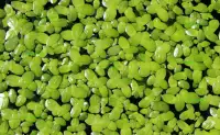 Duckweed portion best floating plants