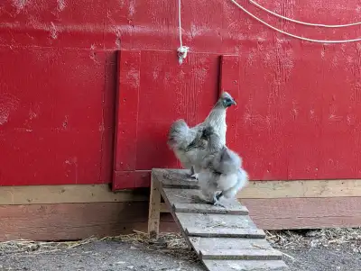 We have two purebred silkie hens that are under a year old. They are laying and the one has even hat...