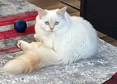 Ragdoll 7 months, View more