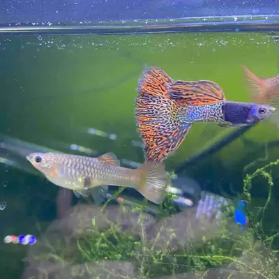 red lace metal head guppies, View more