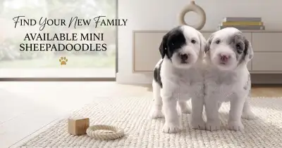 Teddy Bear Mini Sheepadoodles, Health Tested Parents, View more
