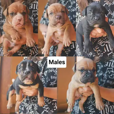 Fallling Pine Olde English Bulldogge Puppies Ready August 16th, View more