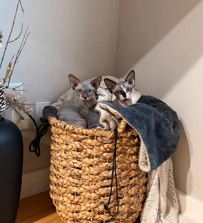 TICA registered sphynx kittens, View more
