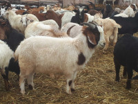 GOAT BUYERS SPECIAL ----Male Goats $3.50/lbs