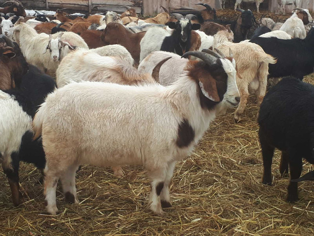 GOAT BUYERS SPECIAL ----Male Goats $3.85/lbs in Livestock in Edmonton