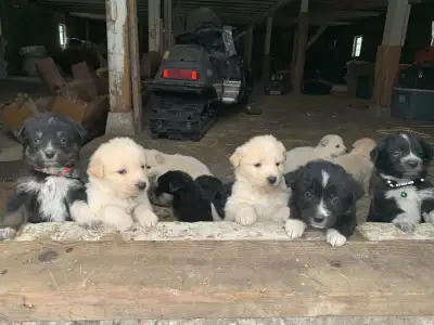 F1 Beautiful Puppies Golden Retriever x Pyrenees Family puppy, View more